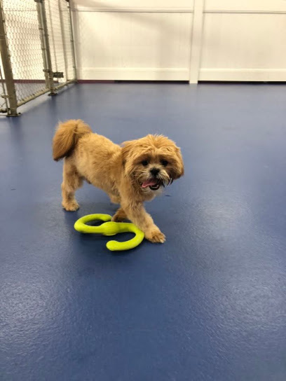 Canine To Five in Ferndale