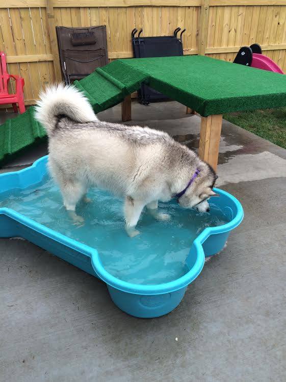 Puppy Love Dog Socialization Center & Spa in Ferndale